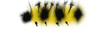 Caterpillar PNG