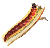 Caterpillar PNG