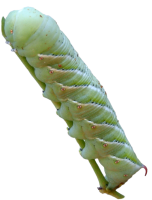 Caterpillar PNG