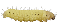 Caterpillar PNG