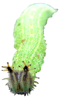 Caterpillar PNG