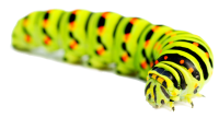 Caterpillar PNG