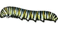 Caterpillar PNG