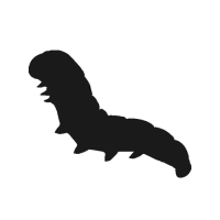 Caterpillar PNG