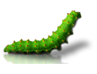 Caterpillar PNG