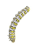 Caterpillar PNG