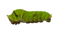 Caterpillar PNG