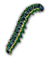 Caterpillar PNG