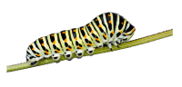 Caterpillar PNG