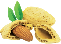 Almond PNG