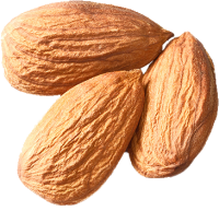 Almond PNG