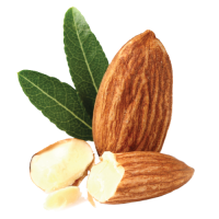 Almond PNG