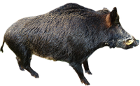 Boar PNG