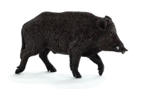 Boar PNG