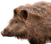 Boar PNG