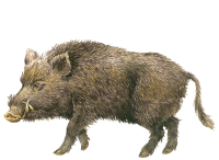 Boar PNG