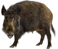 Boar PNG