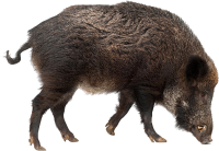 Boar PNG