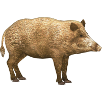 Boar PNG