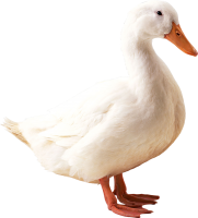 Goose PNG