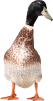 Goose PNG