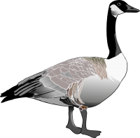 Goose PNG