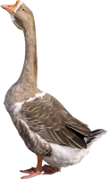 Goose PNG