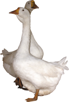 Goose PNG