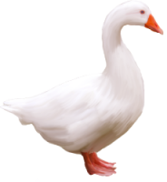 White goose PNG