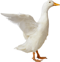 Goose PNG