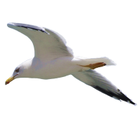 Gull PNG