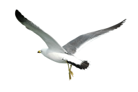 Gull PNG