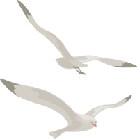 Gull PNG