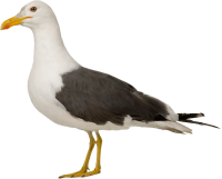 Gull PNG