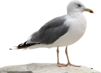 Gull PNG