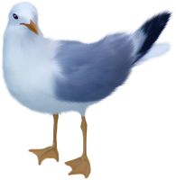 Gull PNG