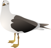 Gull PNG