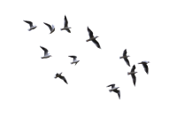 Gull PNG