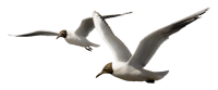 Gull PNG