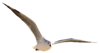 Gull PNG