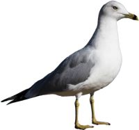 Gull PNG