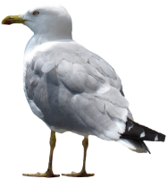 Gull PNG