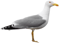 Gull PNG