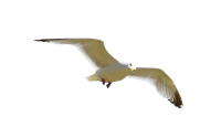 Gull PNG