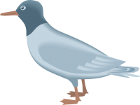 Gull PNG