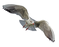 Gull PNG