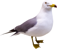 Gull PNG