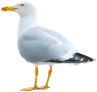 Gull PNG