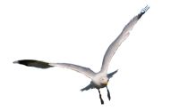 Gull PNG