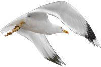 Gull PNG